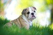 Photo: Cute english bulldog puppy outdoors Cute english bulldog puppy outdoors