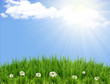 green grass background with flowers.Sunmmer sunburst green grass background with flowers.Sunmmer sunburst