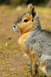 Patagonian Hare Patagonian Hare