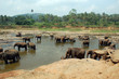 Orphelinat des éléphants de Pinnewela Orphelinat des éléphants de Pinnewela
