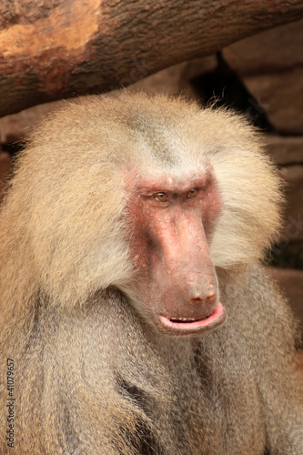 Foto: angry looking baboon angry looking baboon