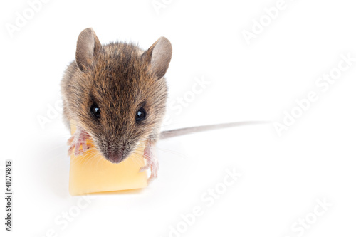 Photo: Maus mit Käse (freigestellt vor weiß) Maus mit Käse (freigestellt vor weiß)