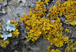Gelbflechte - Xanthoria parietina