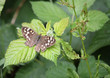 A Beautiful Brown and White British Butterfly.