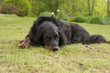 Hund ruht sich vom spielen aus