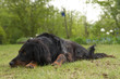 Hund ruht sich vom spielen aus