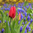 Rote Tulpe