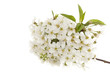 cherry tree