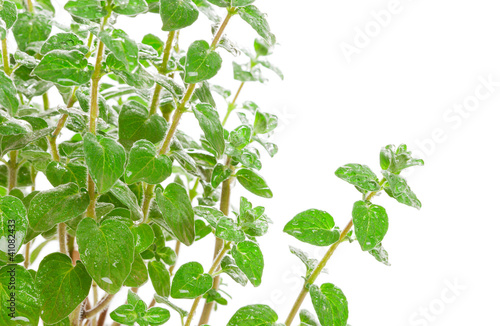 Photo: Fresh green Za'atar (za‘tar, zaatar, za'tar, zatar, zatr) Fresh green Za'atar (za‘tar, zaatar, za'tar, zatar, zatr)