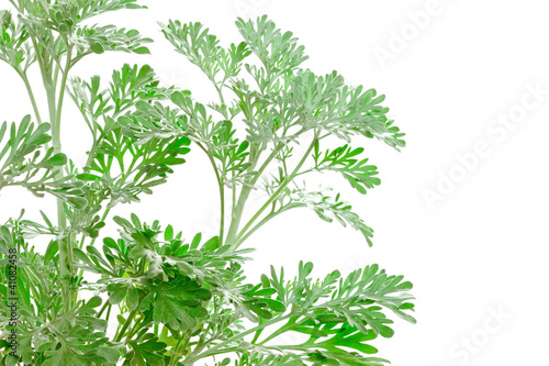 Photo: Fresh green Artemisia absinthium (absinthium, absinthe wormwood) Fresh green Artemisia absinthium (absinthium, absinthe wormwood)