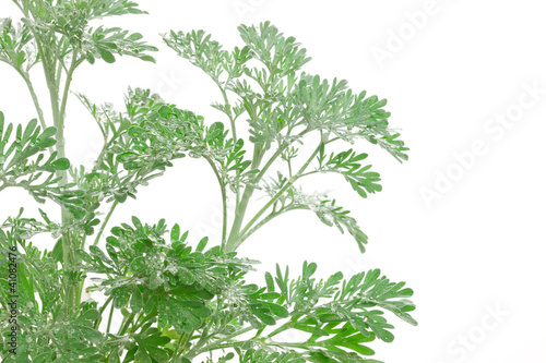 Photo: Artemisia absinthium (absinthium, absinthe wormwood, wormwood) Artemisia absinthium (absinthium, absinthe wormwood, wormwood)