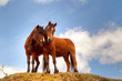Couple of horses on the hill