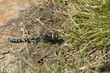 Foto: Torf-Mosaikjungfer 3 Torf-Mosaikjungfer 3
