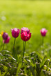 pink tulips in grass pink tulips in grass