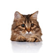 Cute cat
