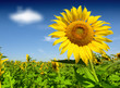 Beautiful sunflower against blue sky Beautiful sunflower against blue sky