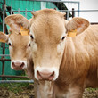 Brown Cows Brown Cows