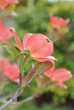 Pink Dogwood Flowers