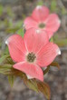 Pink Dogwood Flowers