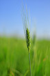 Wheat Field