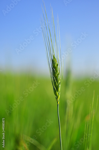 Photo: Wheat Field Wheat Field