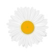 Chamomile
