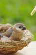 文鳥の雛