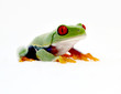 Agalychnis callidryas