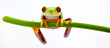 Agalychnis callidryas