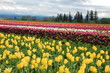 Tulip Field in Spring