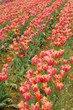 Tulip Field in Spring
