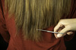 Long hair beeing cut with scissors by hairstylist