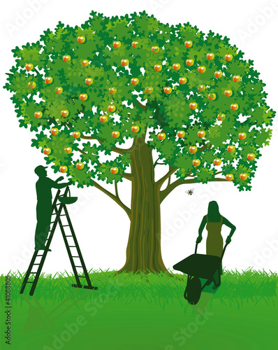 Vektor: Apfelbaum und Ernte Apfelbaum und Ernte