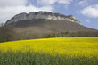 Yellow field of colza in a typical landscape of south of France