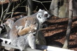 Family of ring tailed Lemur and baby in Stockholm, Skansen