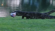 Video: Monitor Lizard hunt Monitor Lizard hunt