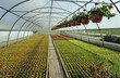 Blumenanzucht_8186