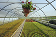 Blumenanzucht_8187