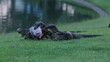 Video: Two Monitor lizard fight for food Two Monitor lizard fight for food
