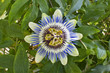 Blaue Passionsblume