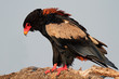Bateleur eagle