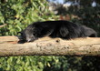 binturong endormi