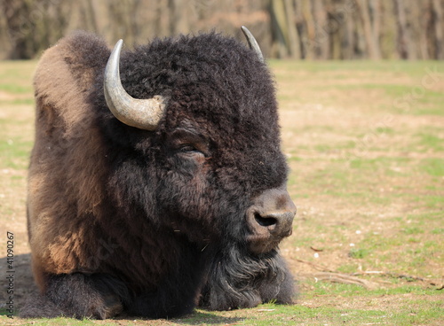 Photo: grand bison d'amérique couché grand bison d'amérique couché