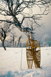 Wooden snowshoes leaning against a Birch  tree