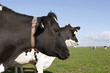 cow in meadow