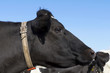 cow in meadow