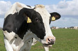 cow in meadow