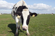 cow in meadow