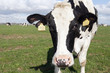 cow in meadow