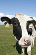 cow in meadow